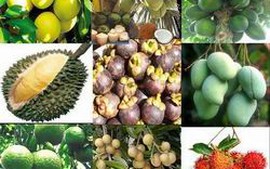 Mở rộng diện tích trái cây đặc sản xuất khẩu